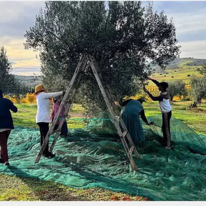 مفارش البركة لجمع الزيتون